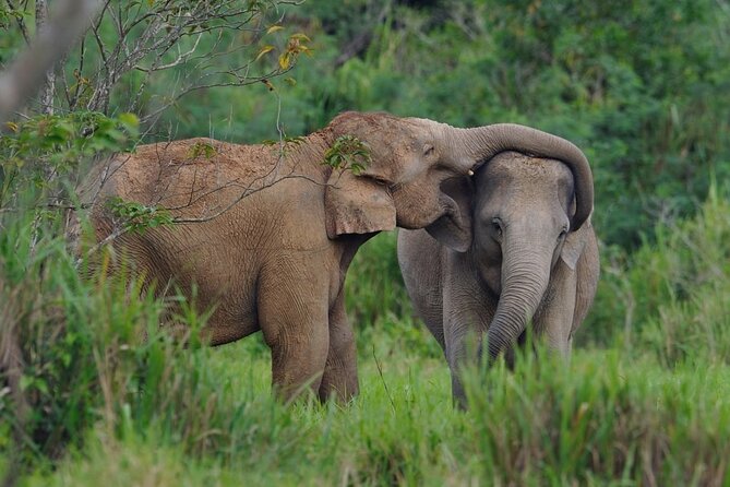Elephant and Animal Watching in Kuiburi National Park - Join Afternoon Tour - Other wildlife chances: gaur, golden jackals, and occasional leopards