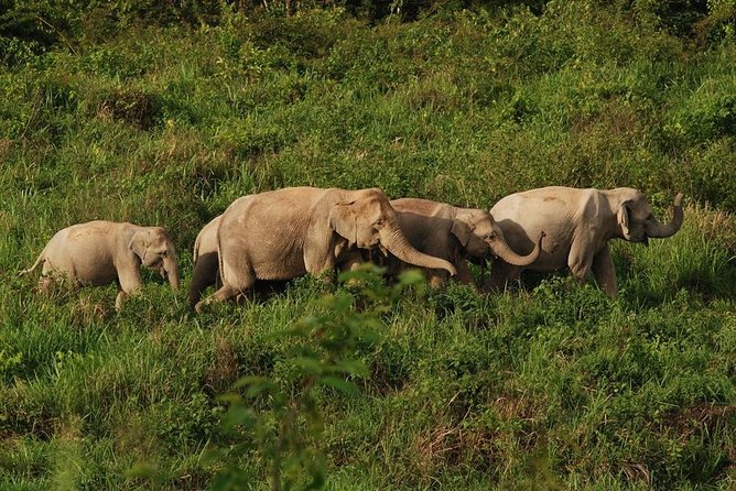 Elephant and Wildlife Watching in Kuiburi National Park - Private Afternoon Tour - Private Kuiburi in the afternoon, elephant odds and real scenery