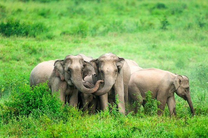 Elephant and Wildlife Watching in Kuiburi National Park - Private Afternoon Tour - How to spot elephants without rushing (binoculars and patience)