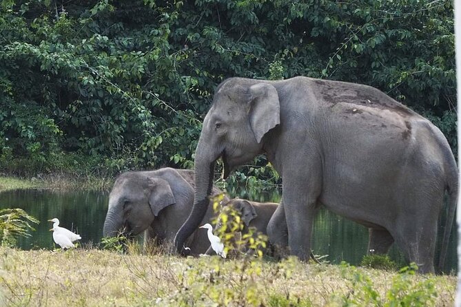 Elephant and Wildlife Watching in Kuiburi National Park - Private Afternoon Tour - Birds, buffalo, and other Kuiburi surprises