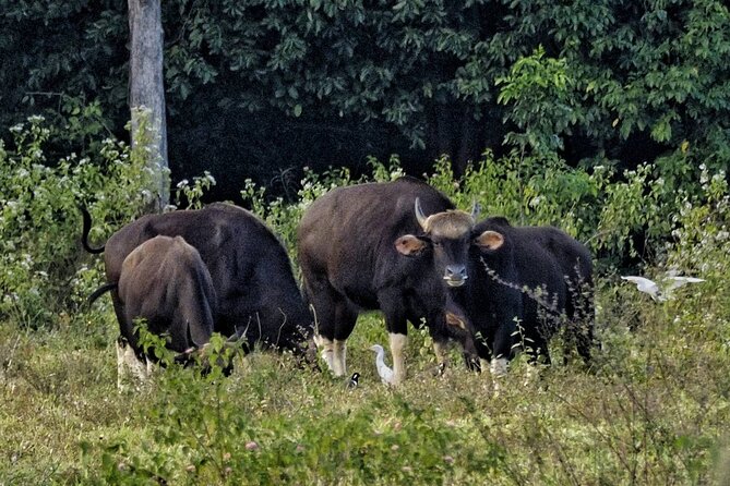 Elephant and Wildlife Watching in Kuiburi National Park - Private Afternoon Tour - Hua Hin dinner after the safari, what to expect