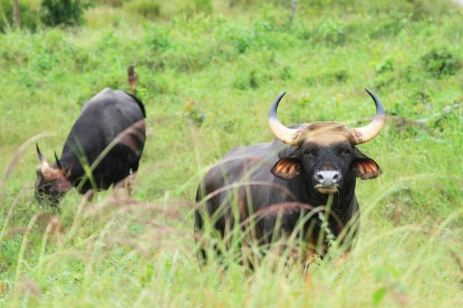 Elephant and Wildlife Watching in Kuiburi National Park - Private Afternoon Tour - Price, included costs, and whether $145 is fair