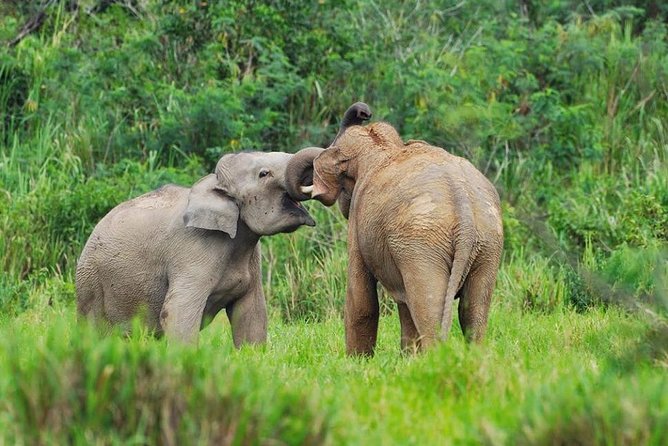 Elephant and Wildlife Watching in Kuiburi National Park - Private Afternoon Tour - From Hua Hin pickup to the open-back safari truck