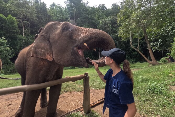 Elephant care program at CHIANGMAI ELEPHANT CARE - Key highlights to look forward to