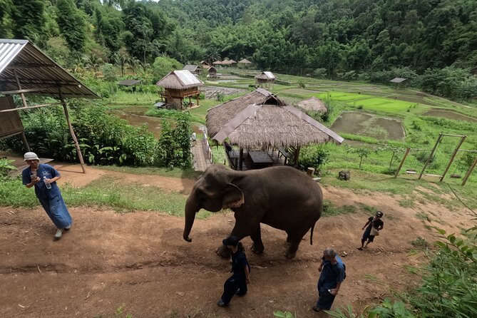 Elephant care program at CHIANGMAI ELEPHANT CARE - What the Mahout-style uniform is really for