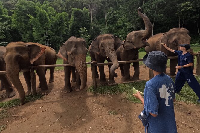 Elephant care program at CHIANGMAI ELEPHANT CARE - Feeding time and herbal supplements: hands-on with boundaries