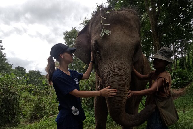 Elephant care program at CHIANGMAI ELEPHANT CARE - Lunch at the right time, not just as an afterthought