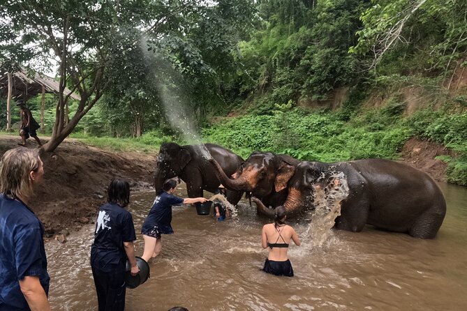 Elephant care program at CHIANGMAI ELEPHANT CARE - Price and value at about $52 for a half day
