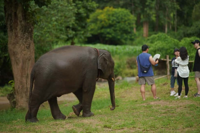 Elephant Habitat Park Feeding Entry & Rafting Van Transfer - Bamboo rafting on the Mae Wang River: calm, scenic, and about 45 minutes