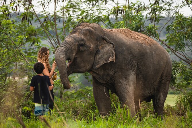 Elephant Jungle Sanctuary: Half Day Morning Program - Quick reasons this morning slot works
