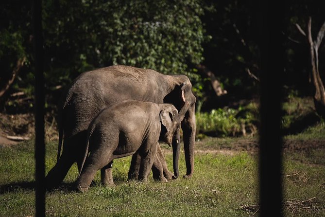 Elephant Jungle Sanctuary: Half Day Morning Program - Thai lunch: tasty, early, and sometimes bug-y