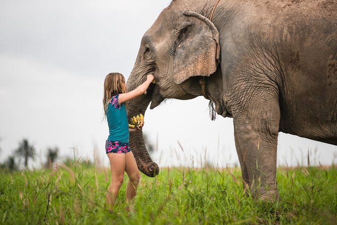 Elephant Jungle Sanctuary: Half Day Morning Program - Transfers and meeting point: get picked up without stress
