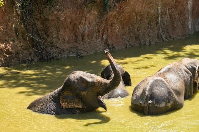 Elephant Nature Experience with Lunch at Bukit Elephant Park - Key highlights to know before you go