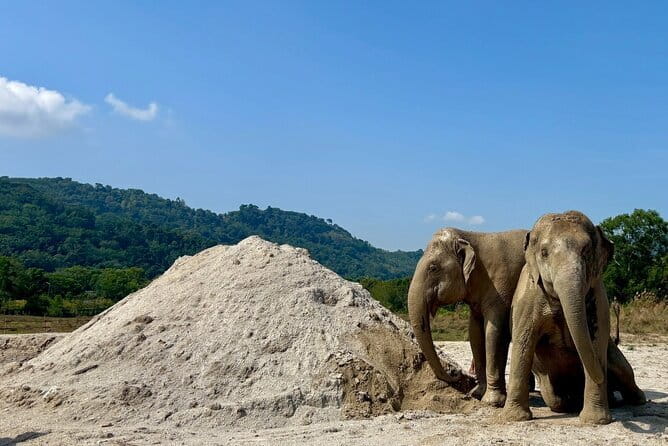 Elephant Nature Experience with Lunch at Bukit Elephant Park - Meeting Bukit Elephant Park, plus the rules you’ll feel on arrival