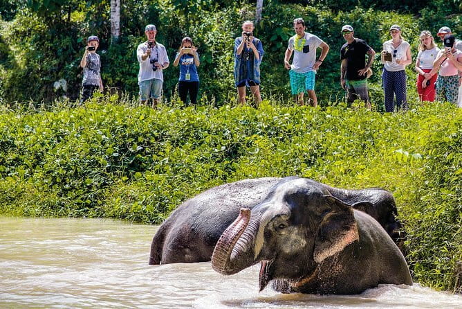 Elephant Nature Experience with Lunch at Bukit Elephant Park - Thai culture lessons that feel practical, not just performative