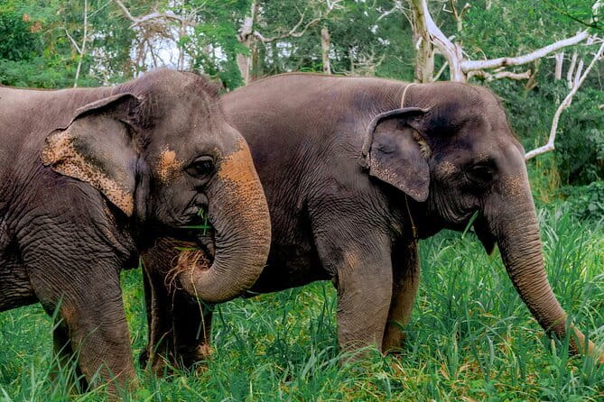Elephant Nature Experience with Lunch at Bukit Elephant Park - Lunch buffet with vegetarian request, plus a nice payoff