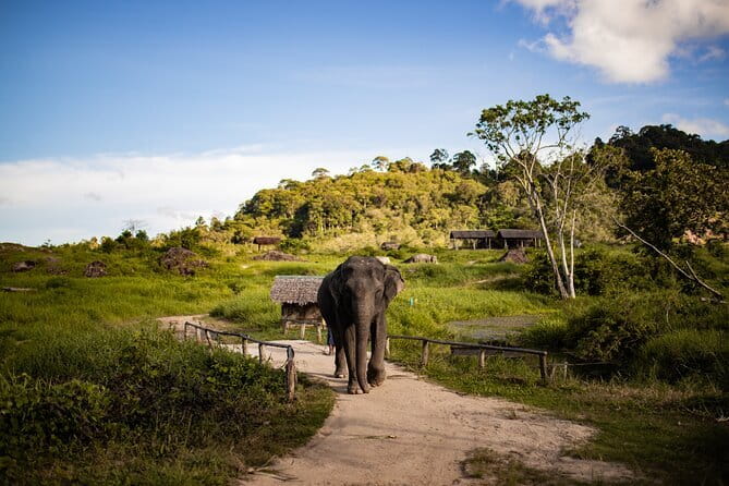Elephant Nature Experience with Lunch at Bukit Elephant Park - Price and what $87.61 actually buys you
