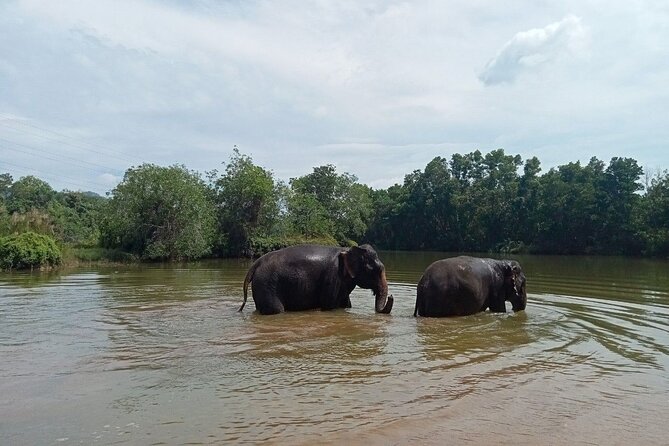 Elephant Sanctuary Small Group Tour in Phuket - A forest sanctuary day that stays humane