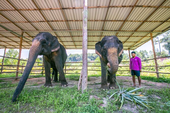 Elephant Sanctuary Small Group Tour in Phuket - Herbal snack prep, then hand-feeding on the elephants’ terms
