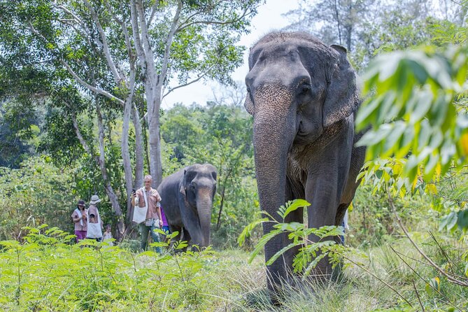 Elephant Sanctuary Small Group Tour in Phuket - Who this tour fits best, and who might want to skip