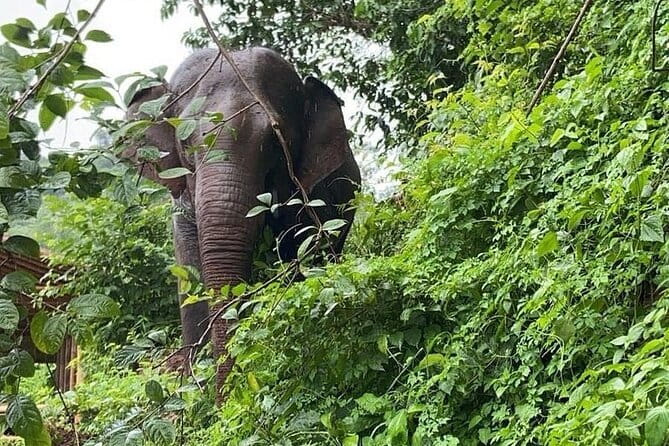 Elephant Sanctuary, Wat Ban Den & Sticky Waterfall - Key Highlights You’ll Actually Care About