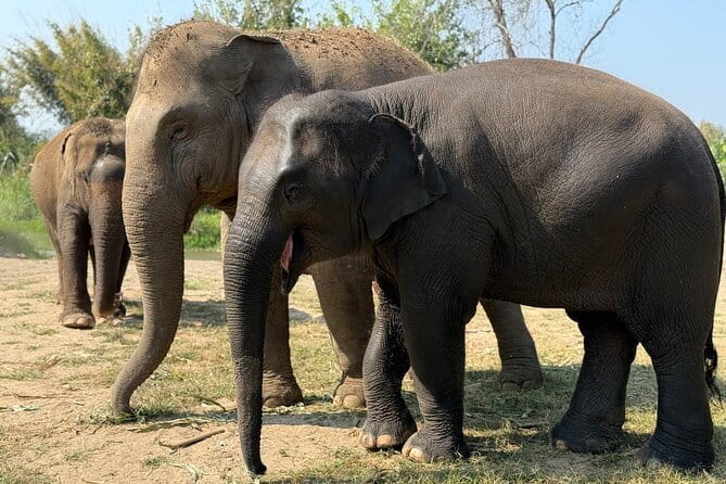 Elephant Sanctuary, Wat Ban Den & Sticky Waterfall - Pang Maidaeng Elephant Sanctuary: Watch, Don’t Rush