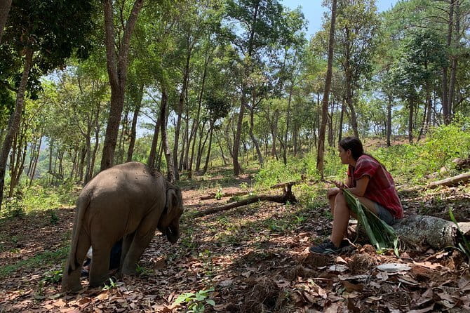 Elephant Sanctuary, Wat Ban Den & Sticky Waterfall - Transport and Timing: Why Pickup and Small Groups Matter