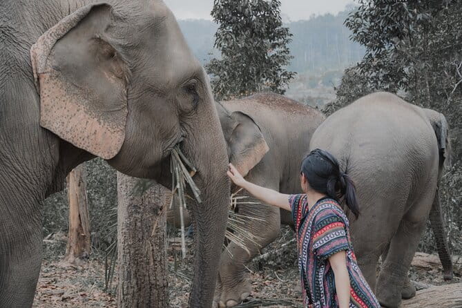 Elephant Sanctuary + Waterfall + Bamboo Rafting One Day Trip - Stop 1: Mae Wang elephant sanctuary, how the interaction works