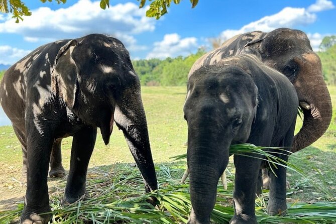 Erawan Waterfall and Elephant care from Bangkok -Private Tour - Key Things That Make This Tour Worth Your Day