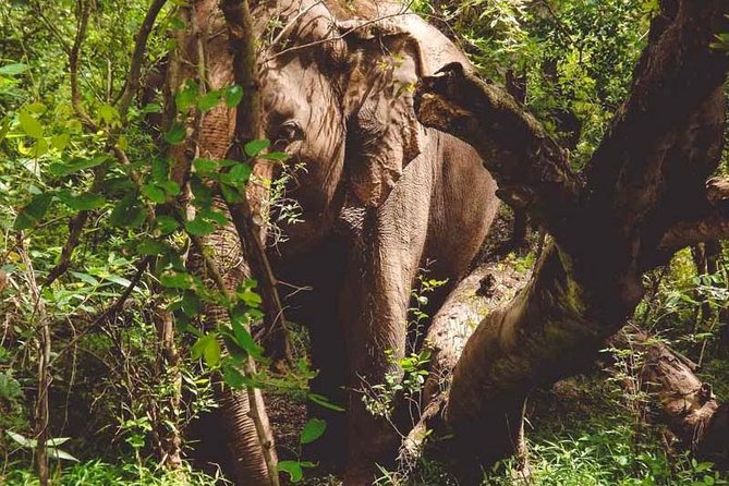 Erawan Waterfall and Elephant Care: Private Tour to Kanchanabur - Kanchanaburi elephant sanctuary: feeding, bathing, and real care