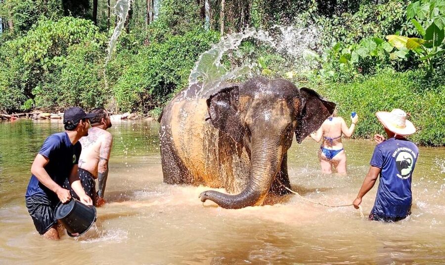 Ethical Elephant Sanctuary Experience in Khao Lak - The Welcome Intro: Thailand’s Elephants, Then and Now