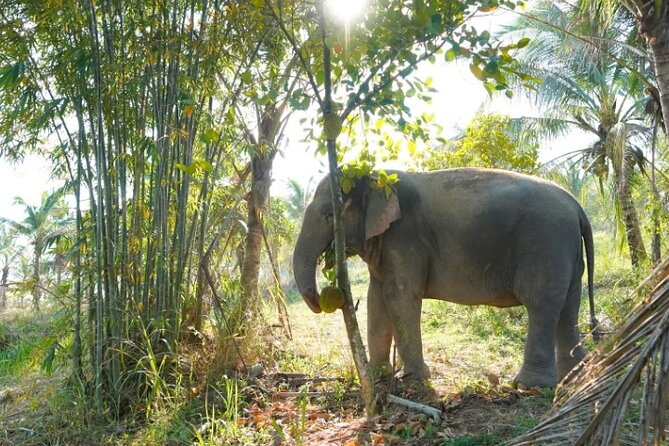 Ethical Elephant Sanctuary Tour from Bangkok & Pattaya - From Pattaya to Khao Kheow: what your day’s really like