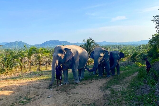 Ethical Elephant Sanctuary Tour from Bangkok & Pattaya - Lunch after the elephants: the part that keeps your energy steady