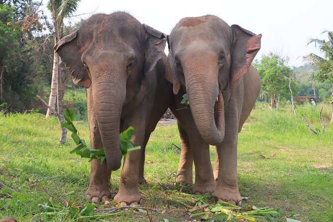 Ethical Elephant Sanctuary Tour from Bangkok & Pattaya - Price and value: is $71.49 worth it in Pattaya?