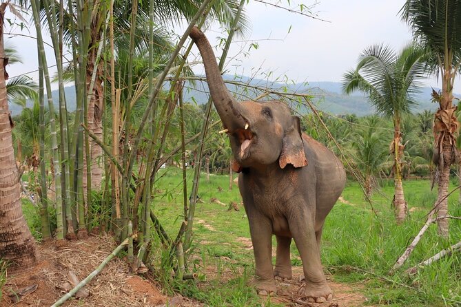 Ethical Elephant Sanctuary Tour from Bangkok & Pattaya - Group size, elephant closeness, and what to expect if it feels busy