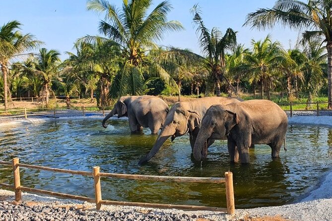Ethical Elephant Sanctuary Tour from Bangkok & Pattaya - Practical tips so you enjoy the sanctuary more