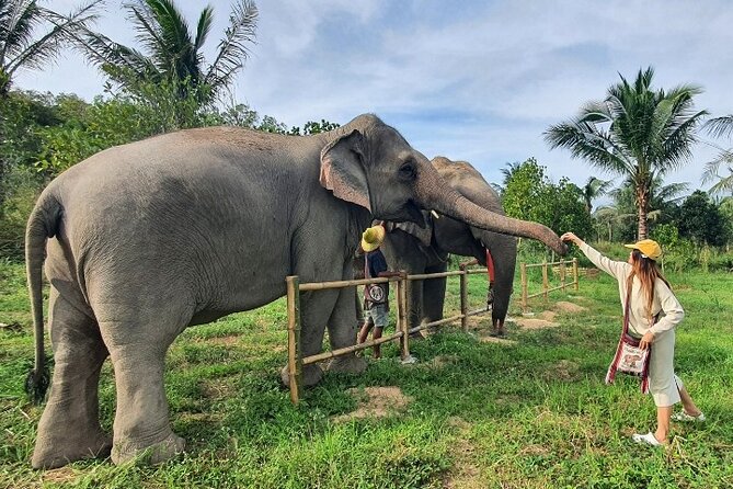Ethical Elephant Sanctuary Tour from Bangkok & Pattaya - Should you book this Ethical Elephant Sanctuary Tour from Bangkok and Pattaya?