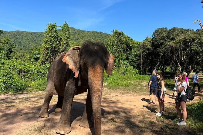 Ethical Elephant Watching Tour From Bangkok & Pattaya - Key highlights at a glance