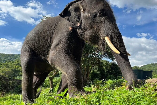 Ethical Elephant Watching Tour From Bangkok & Pattaya - Living Green Elephant Sanctuary: your 3-hour slot in Pattaya