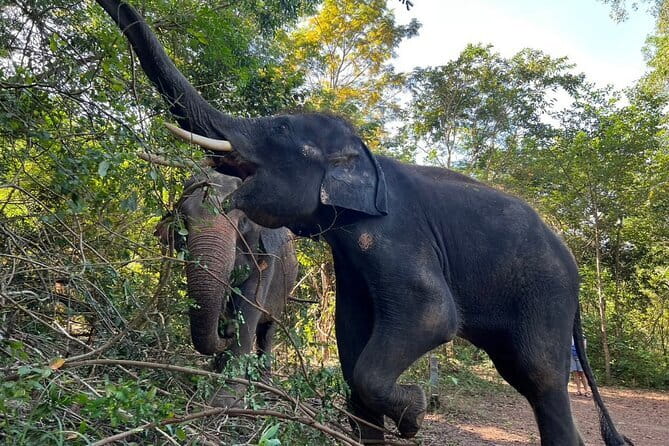 Ethical Elephant Watching Tour From Bangkok & Pattaya - Who should book this elephant sanctuary day trip