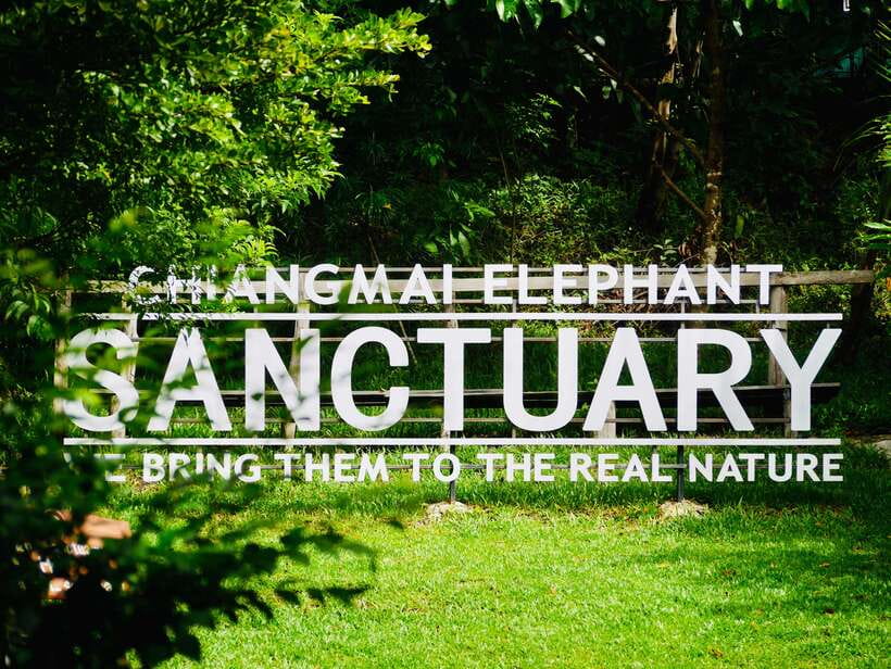 Exclusive experience half day with family giant animals - Hand feeding and walking alongside them: the best kind of photo ops