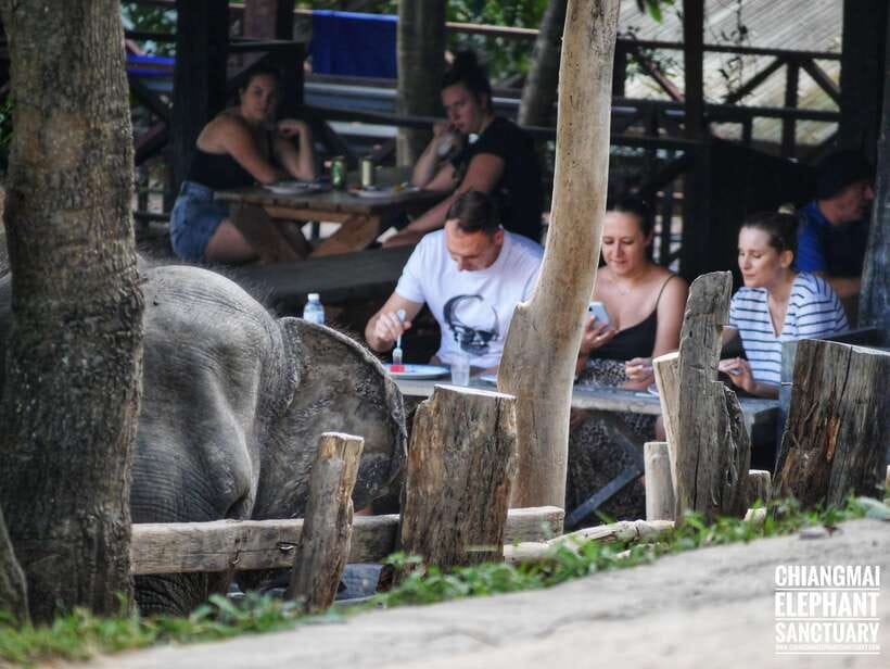 Exclusive experience half day with family giant animals - River bathing and swimming in a natural environment: what to bring and what to expect