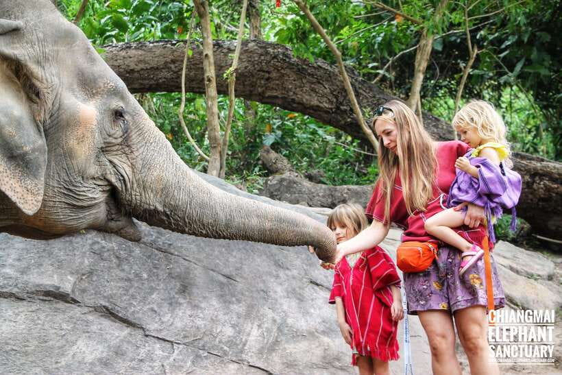 Exclusive experience half day with family giant animals - Saying goodbye with a second feeding, then a jungle waterfall break
