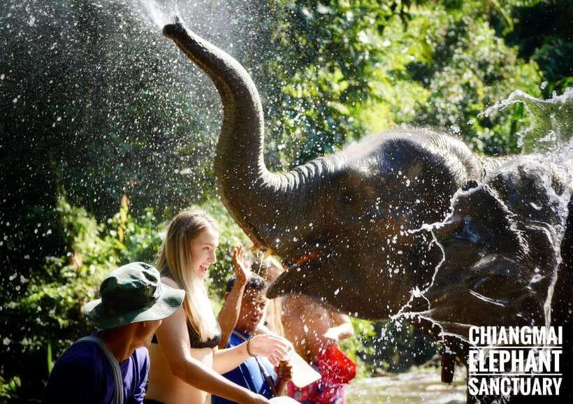 Exclusive experience half day with family giant animals - Price and value: why $48 can be a strong deal in Chiang Mai