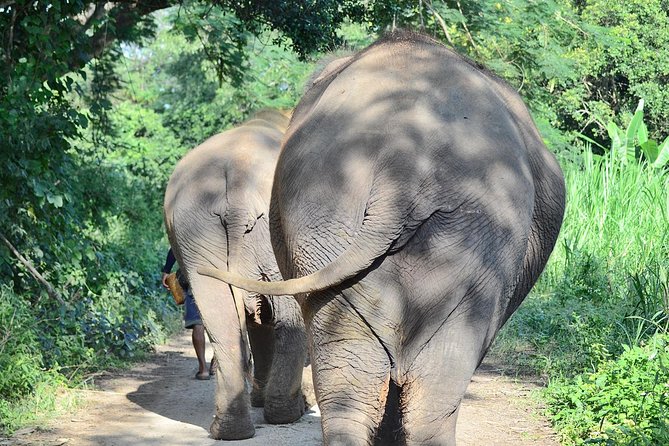 Experience Elephant Sanctuary + Sticky Waterfall - Key highlights you should know