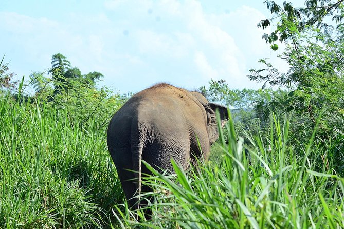 Experience Elephant Sanctuary + Sticky Waterfall - A smooth Chiang Mai day with private pickup and a clear flow