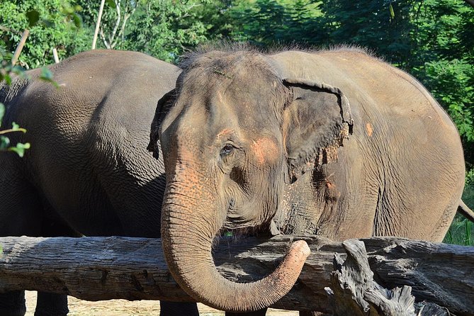 Experience Elephant Sanctuary + Sticky Waterfall - Feeding, bathing, and learning: what the best moments feel like