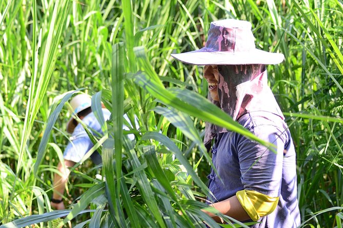Experience Elephant Sanctuary + Sticky Waterfall - Your hands-on role: volunteer-style food prep that is specific
