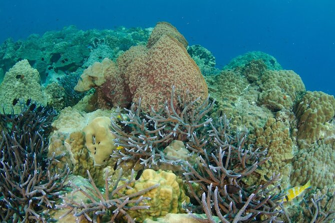Freedive trip Koh Kood or Koh Rang National Park ( start at Ko Kut) - Koh Rang National Park: what to expect, and what to pay