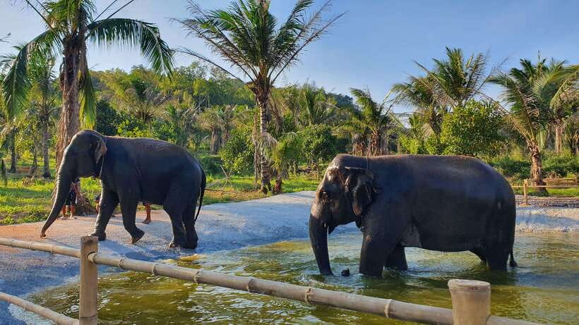 From Bangkok: Living Green Elephant Sanctuary Day Trip - Bangkok to Chonburi, and the reality of van comfort
